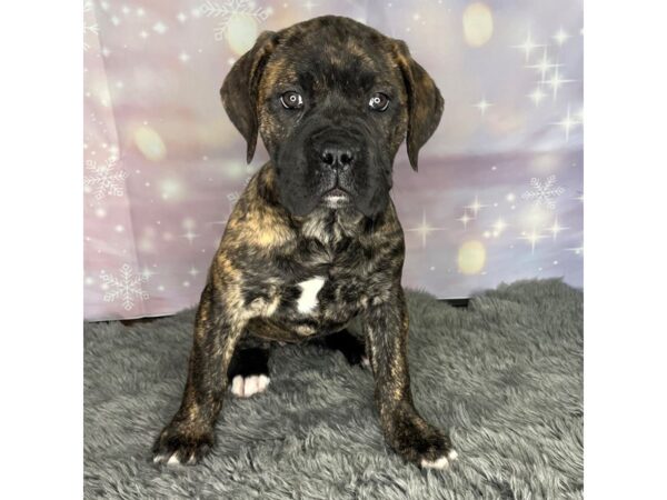 Cane Corso-DOG-Female-Brindle-1053-Petland Charleston