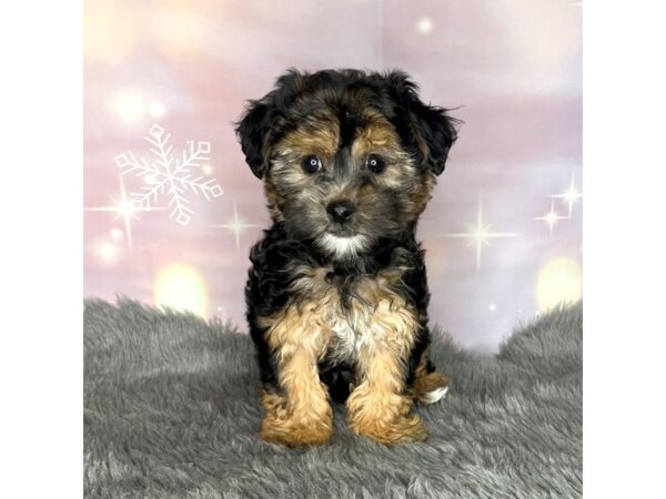 Yorkiepoo-DOG-Female-Black / Tan-1054-Petland Charleston