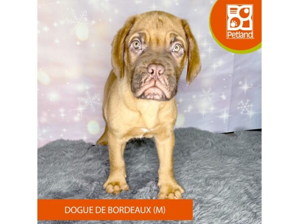 Dogue de Bordeaux Dog Male Mahogany 1103 Petland Charleston