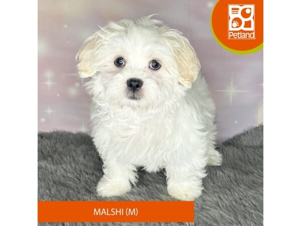 Malshi Dog Male White 1124 Petland Charleston