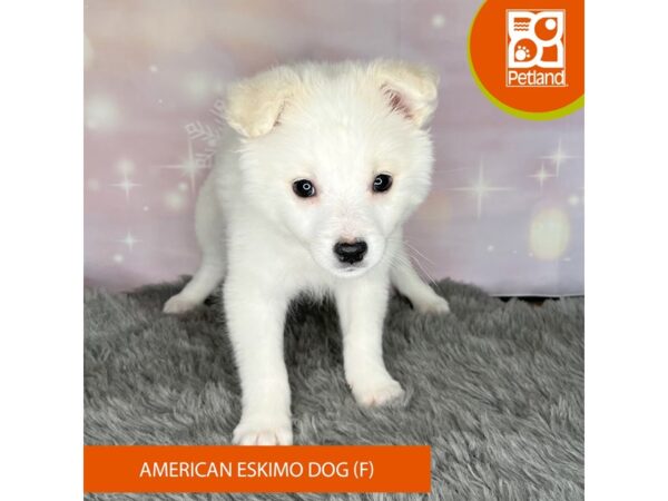 American Eskimo Dog Dog Female White 1137 Petland Charleston