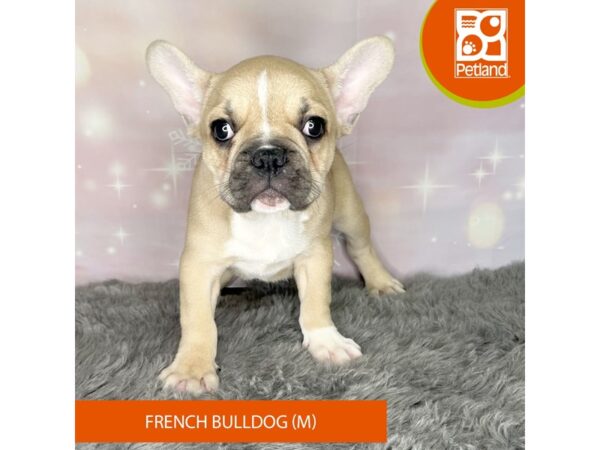 [#1149] Fawn Male French Bulldog Puppies For Sale