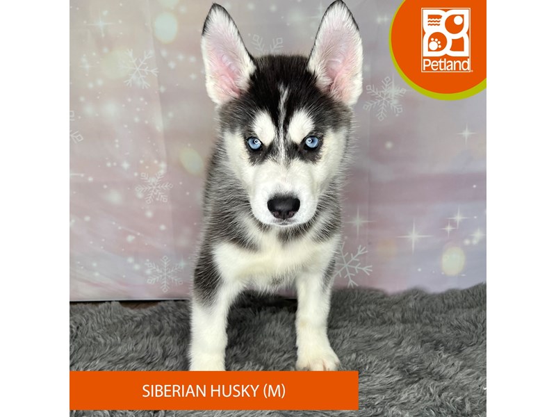 Siberian Husky - 1153 Image #1