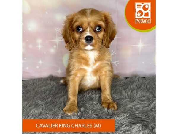 [#1154] Ruby Male Cavalier King Charles Spaniel Puppies For Sale