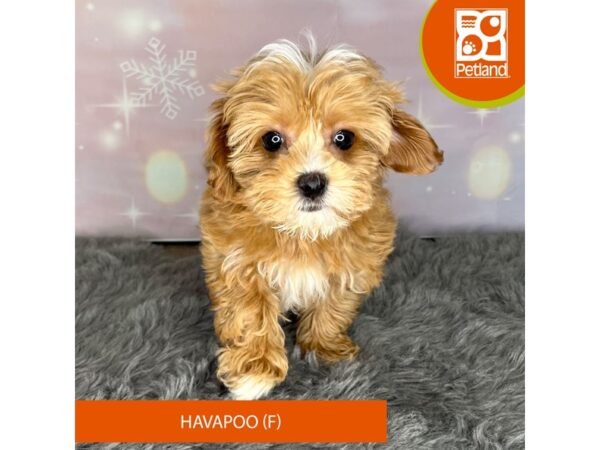 Havapoo-Dog-Female-Apricot-1156-Petland Charleston