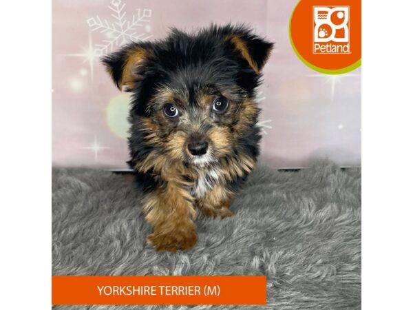 [#1157] Black / Tan Male Yorkshire Terrier Puppies For Sale