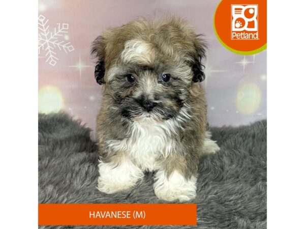 [#1166] Tri-Colored Male Havanese Puppies For Sale