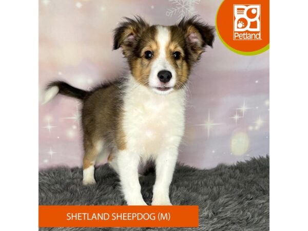 [#1161] Sable Male Shetland Sheepdog Puppies For Sale