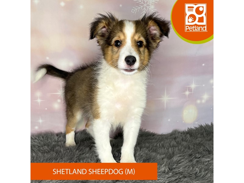 Shetland Sheepdog - 1161 Image #1