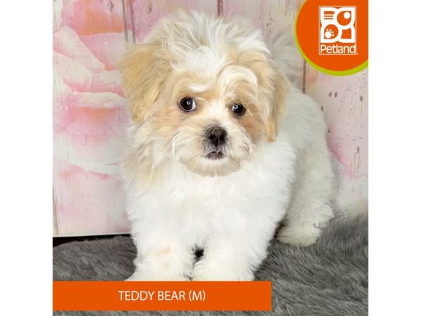[#1170] Cream / White Male Teddy Bear Puppies For Sale