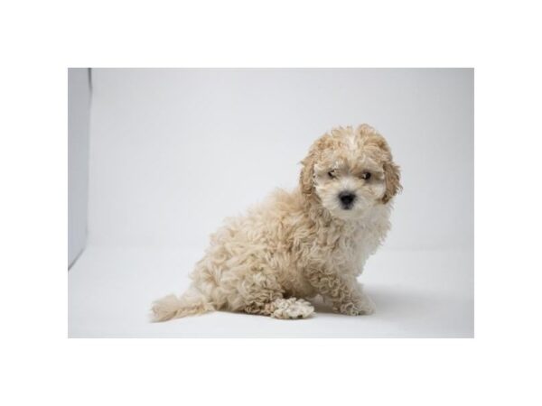 Poodle/Bichon Frise Dog Female Cream 1186 Petland Charleston