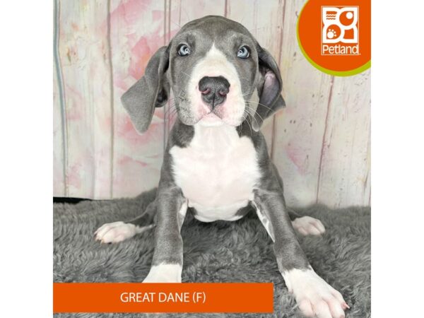 [#1171] Blue Female Great Dane Puppies For Sale