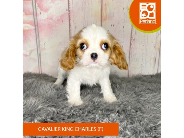 [#1172] Blenheim Female Cavalier King Charles Spaniel Puppies For Sale