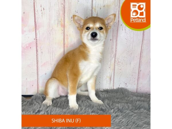 [#1173] Red Sesame Female Shiba Inu Puppies For Sale