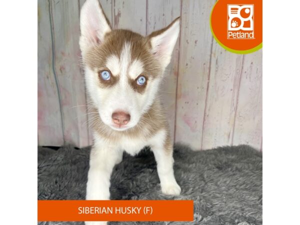 [#1175] Red / White Female Siberian Husky Puppies For Sale