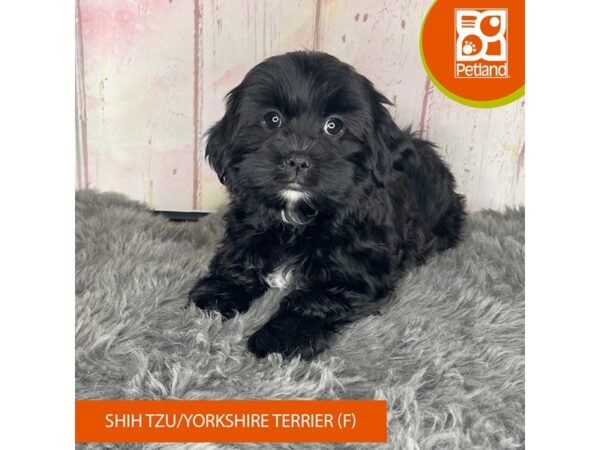 Shih Tzu/Yorkshire Terrier Dog Female Black 1177 Petland Charleston