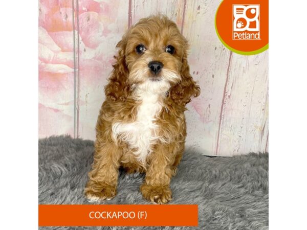 [#1178] Buff Female Poodle/Cocker Spaniel Puppies For Sale
