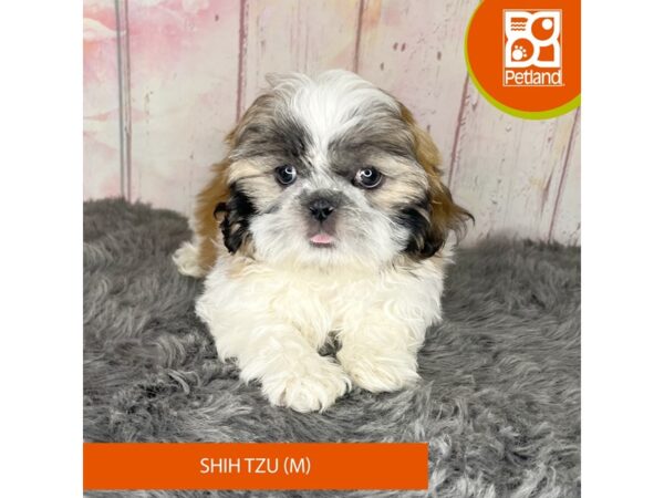 [#1179] Brown / White Male Shih Tzu Puppies For Sale