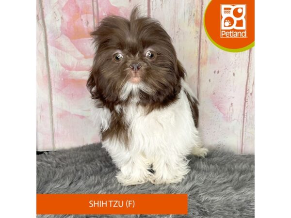 [#1180] Liver / White Female Shih Tzu Puppies For Sale