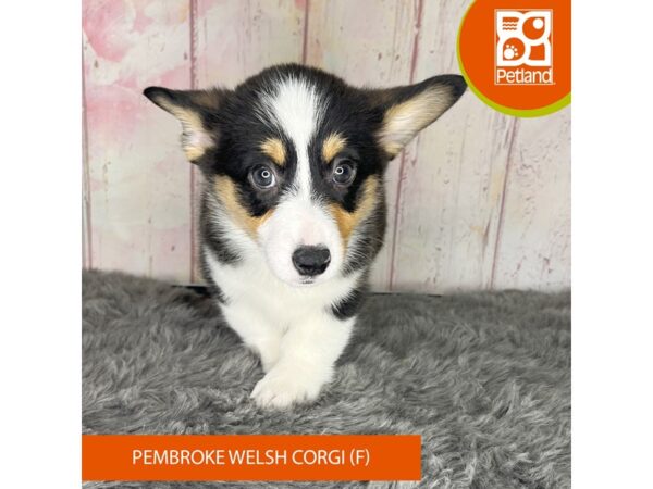 [#1190] Female Pembroke Welsh Corgi Puppies For Sale
