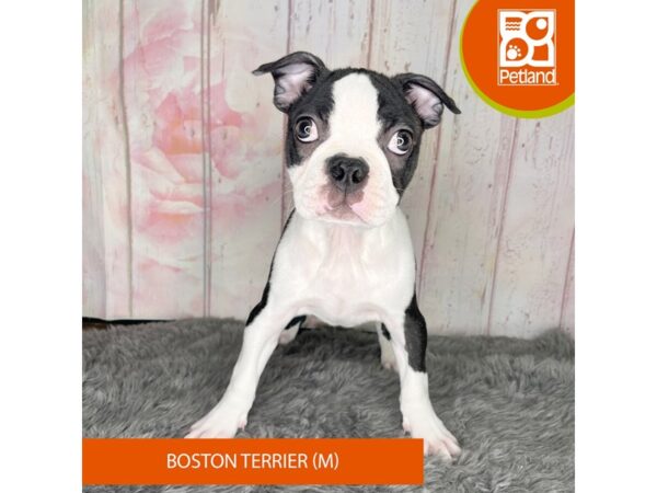 [#1189] Black / White Male Boston Terrier Puppies For Sale