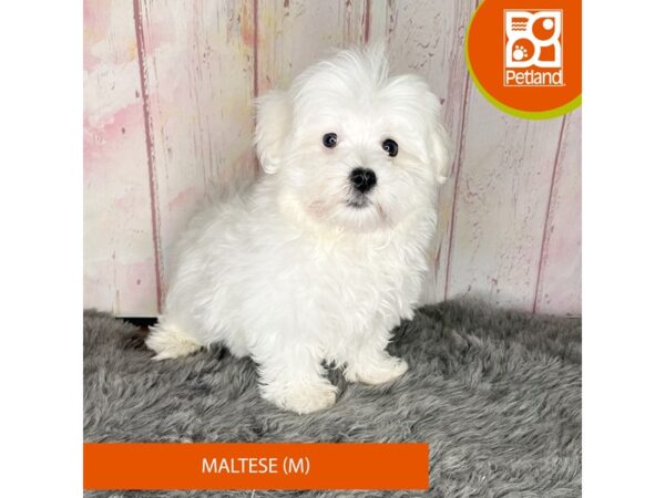 [#1188] White Male Maltese Puppies For Sale