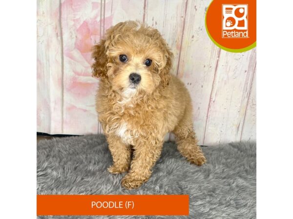 [#1187] Red Female Poodle Puppies For Sale