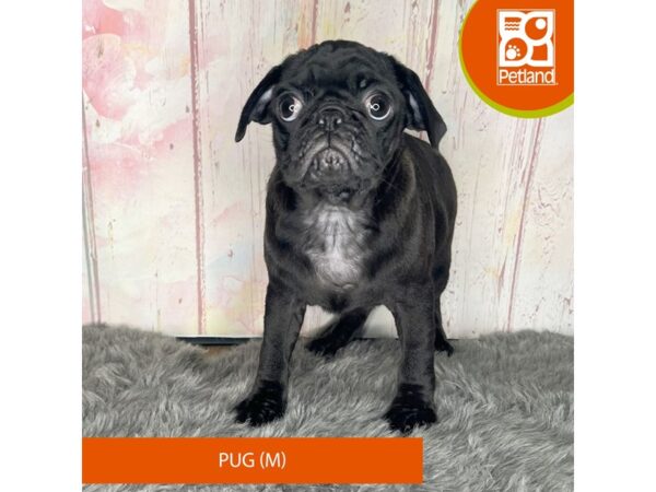 [#1185] Black Male Pug Puppies For Sale