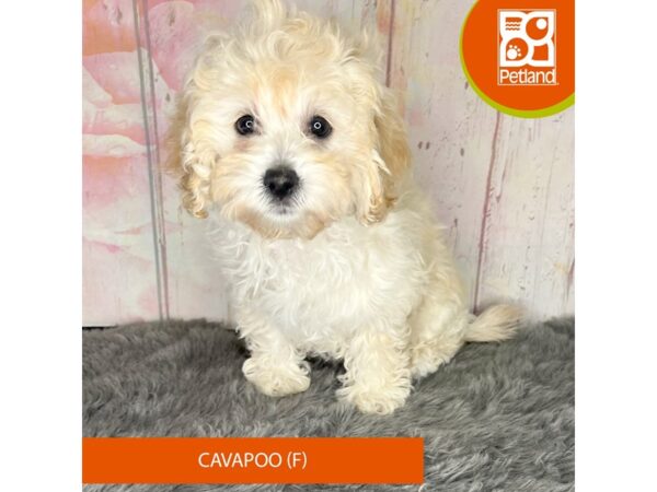[#1184] Apricot Female Cavapoo Puppies For Sale
