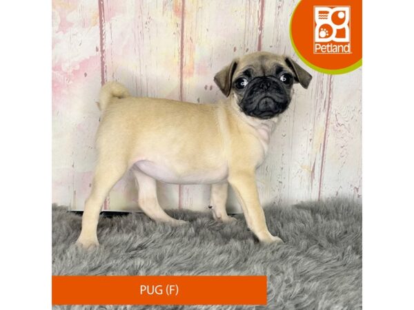 [#1183] Fawn Female Pug Puppies For Sale