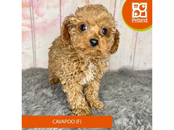 [#1192] Red Female Cavapoo Puppies For Sale