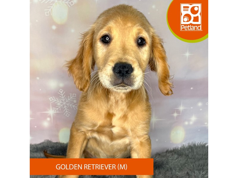 Golden Retriever - 1164 Image #1