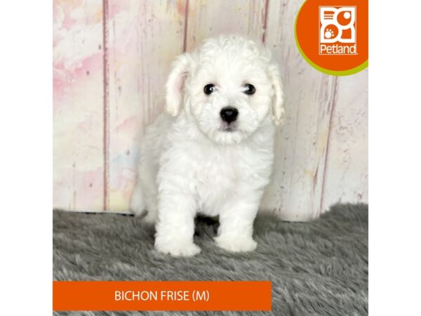[#1167] White Male Bichon Frise Puppies For Sale