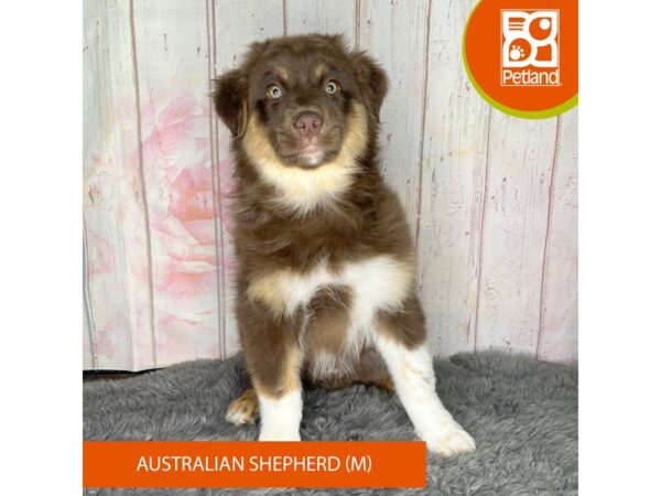 [#1182] Red Male Australian Shepherd Puppies For Sale