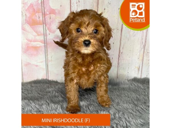 Irishdoodle Mini Dog Female Red 1193 Petland Charleston