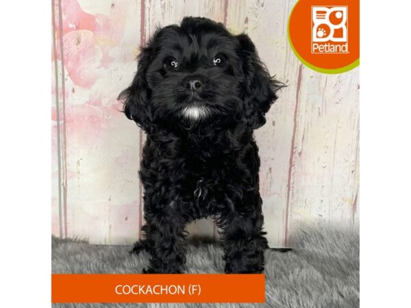 Cockachon Dog Female Black 1206 Petland Charleston
