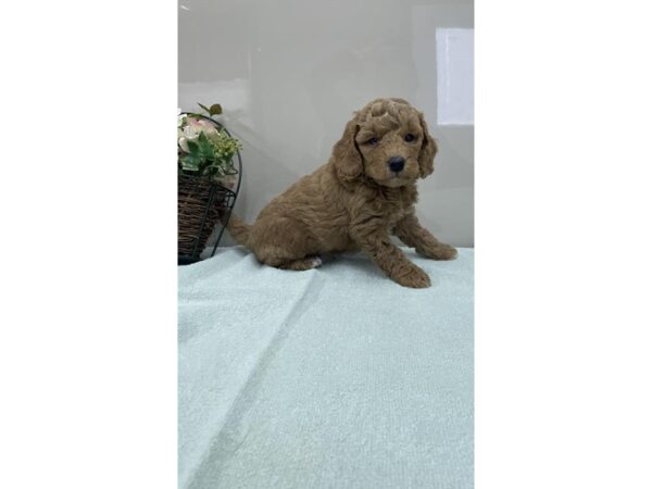 Goldendoodle Mini F1b Dog Male Dark Golden 1241 Petland Charleston