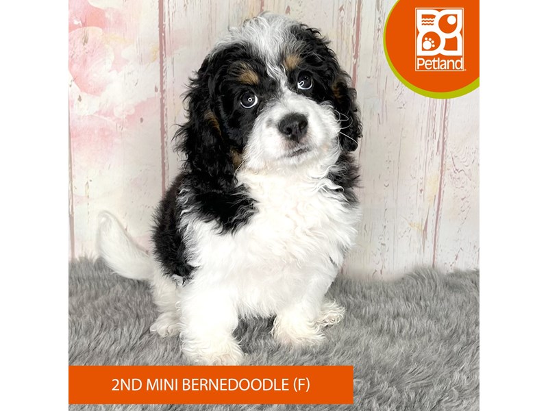 Bernedoodle Mini 2nd Gen - 1231 Image #1