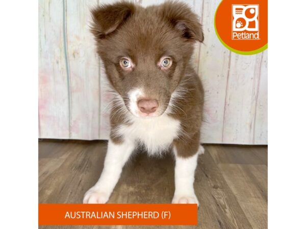 Australian Shepherd – 1254