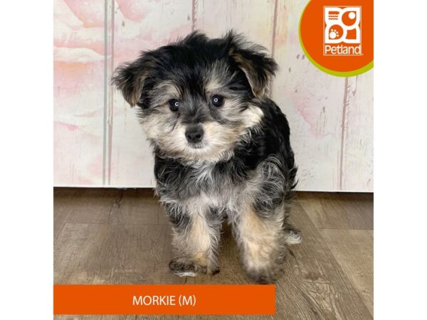 Morkie – 1246