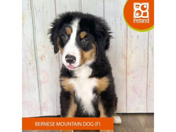 Bernese Mountain Dog – 1243