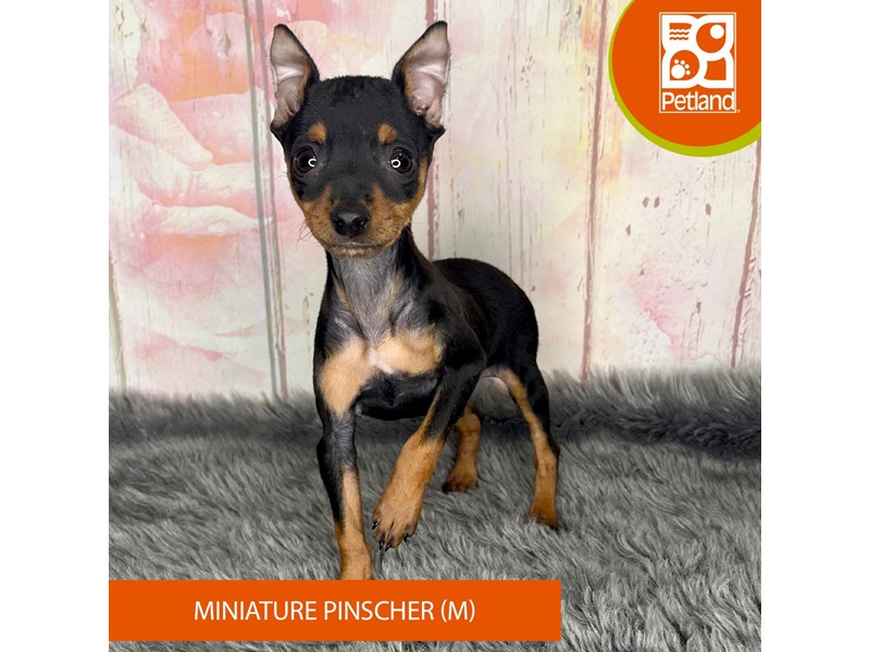 Miniature Pinscher - 1228 Image #1