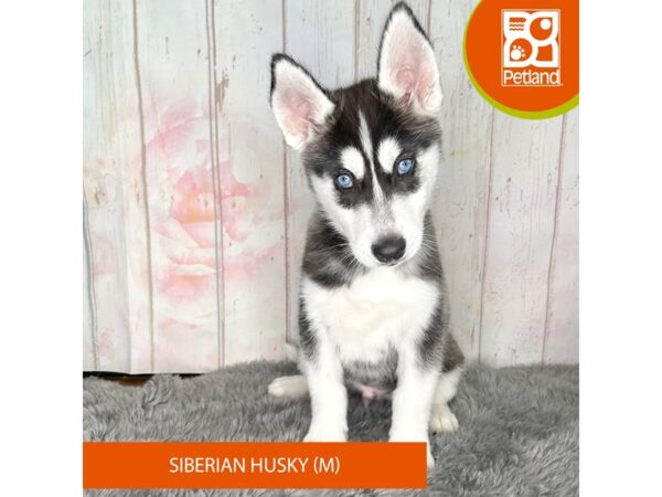 Siberian Husky – 1242