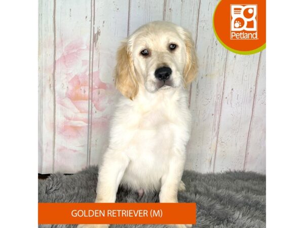 Golden Retriever – 1239