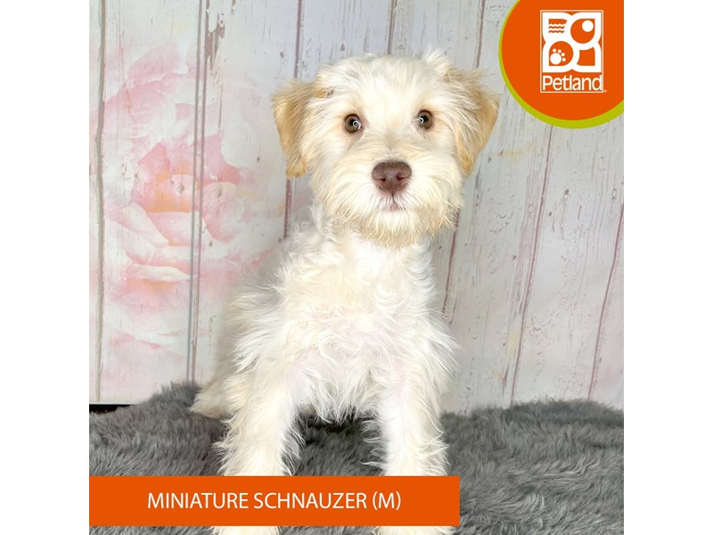 Miniature Schnauzer - 1236 Image #1