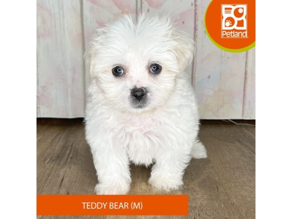 Teddy Bear – 1255