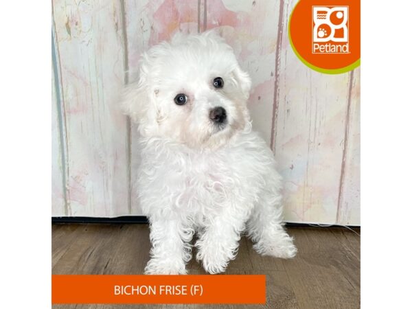 Bichon Frise – 1253