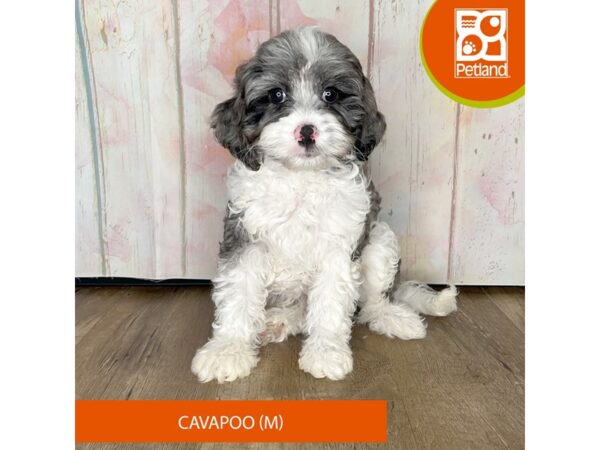 Cavapoo – 1247