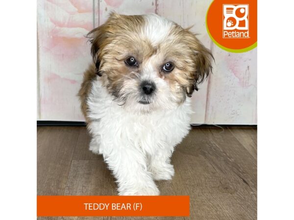 Teddy Bear – 1252