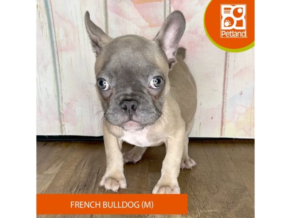 French Bulldog – 1251